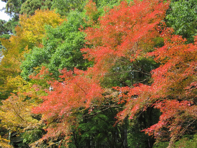 秋の紅葉ウォーク